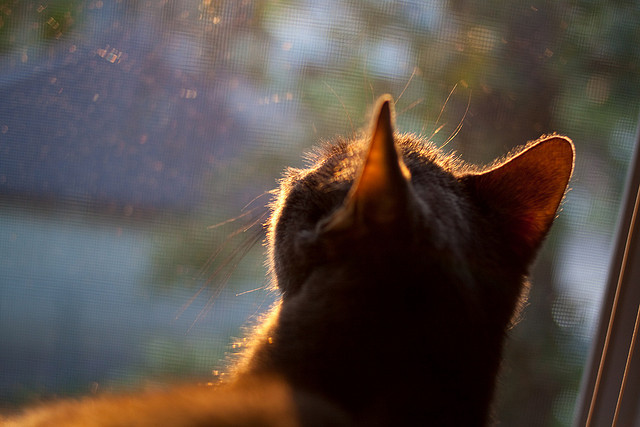 棋局与火焰，伦纳德如何点燃湖雷鏖战的夜空