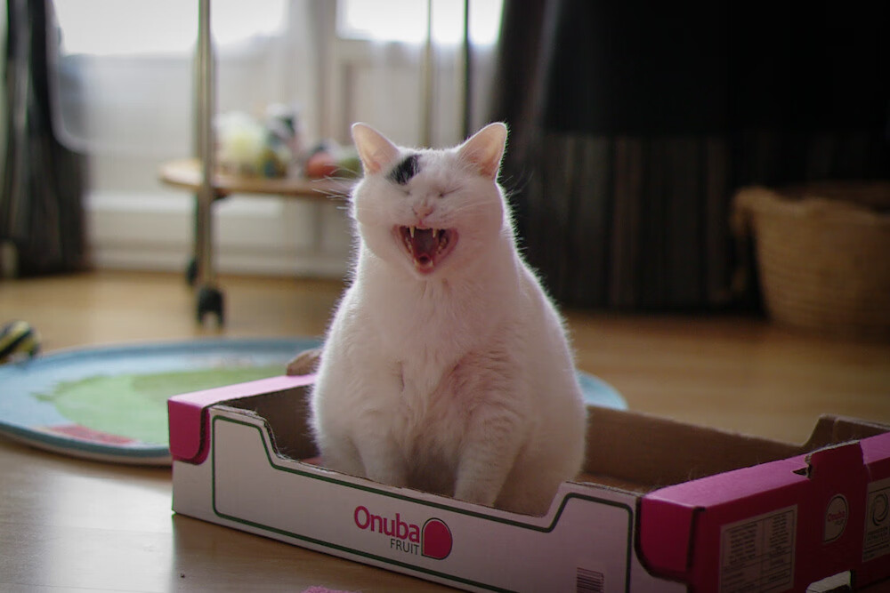 双重奇迹，天津队惊天逆转，福克斯38分导演翻盘好戏