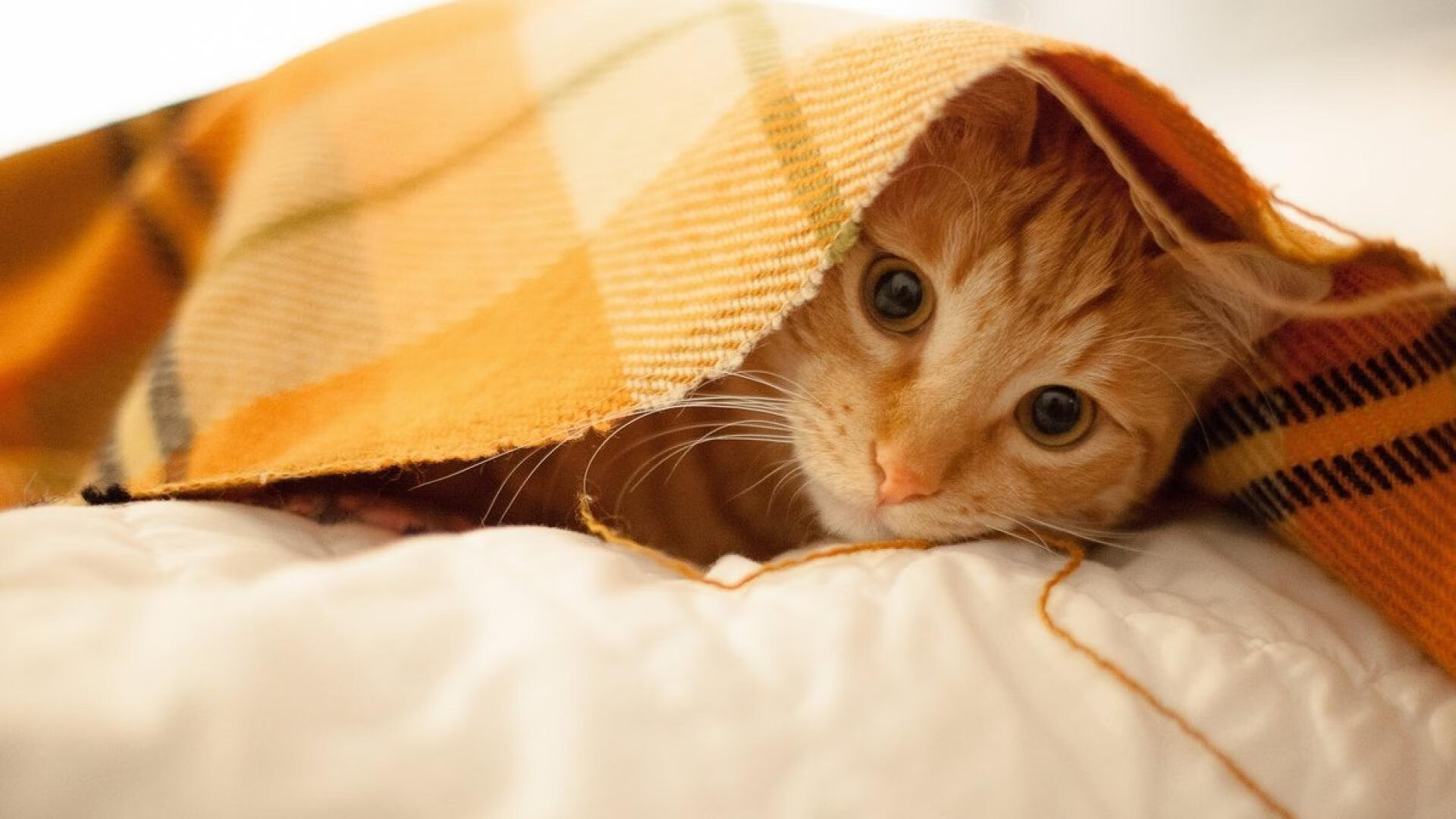 双轨传奇，当F1的轰鸣遇见东契奇的弧线