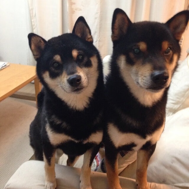 神来之笔！拉文末节关键节点连续得分，广厦队多点开花实现连续得分压制深圳队