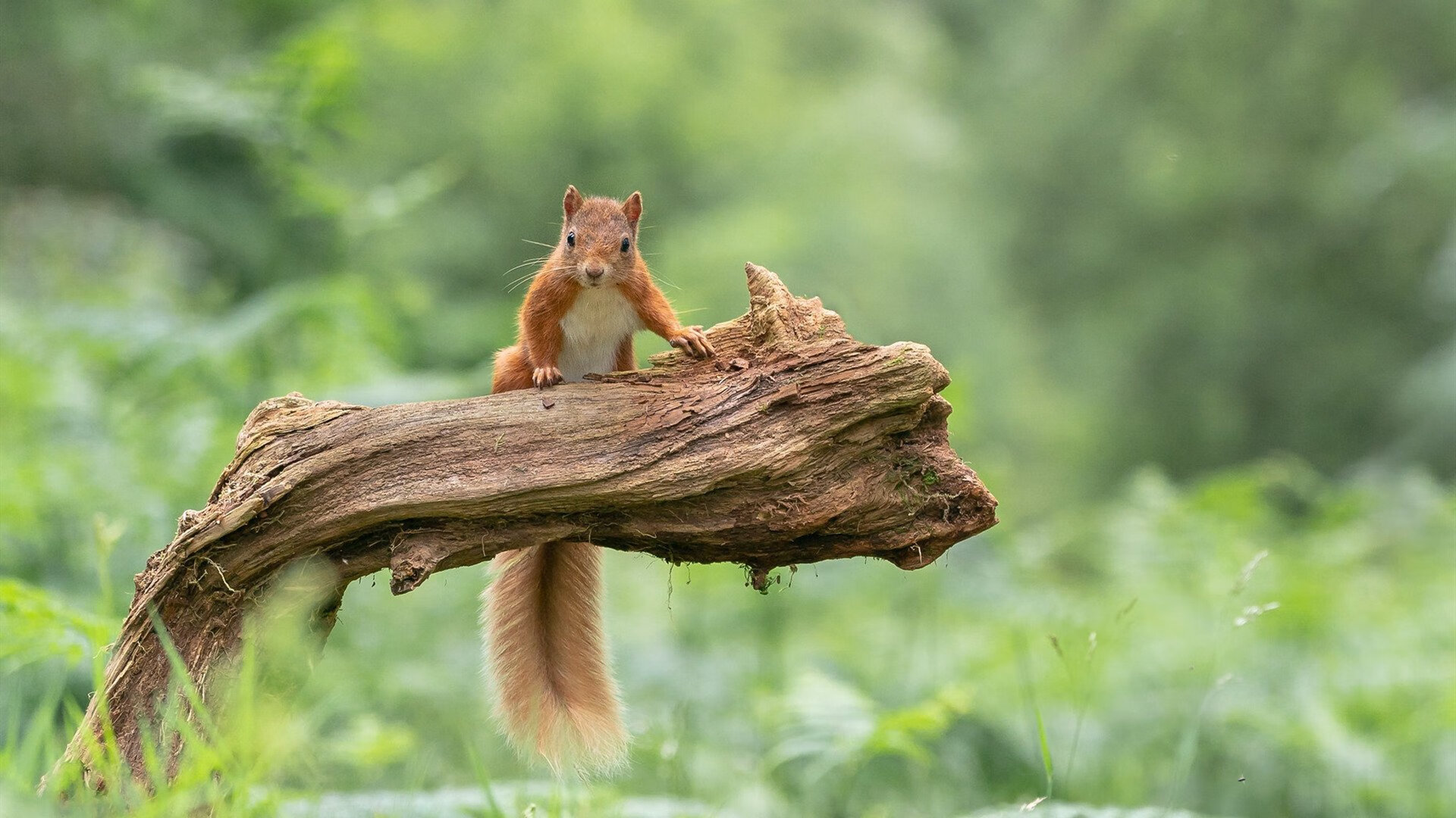 阴影笼罩密尔沃基，雷霆精妙战术铁链锁雄鹿，伦纳德关键先生本色定乾坤