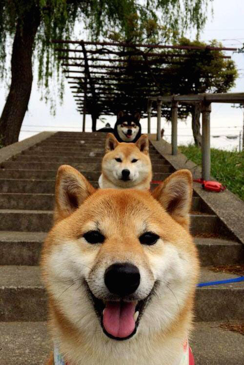 从乌鲁木齐到伊斯坦布尔，杰伦格林的双线统治