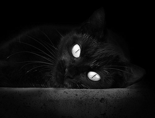 哈兰德对凡间的又一次神谕，别让瑞士人拥有我这样的武器