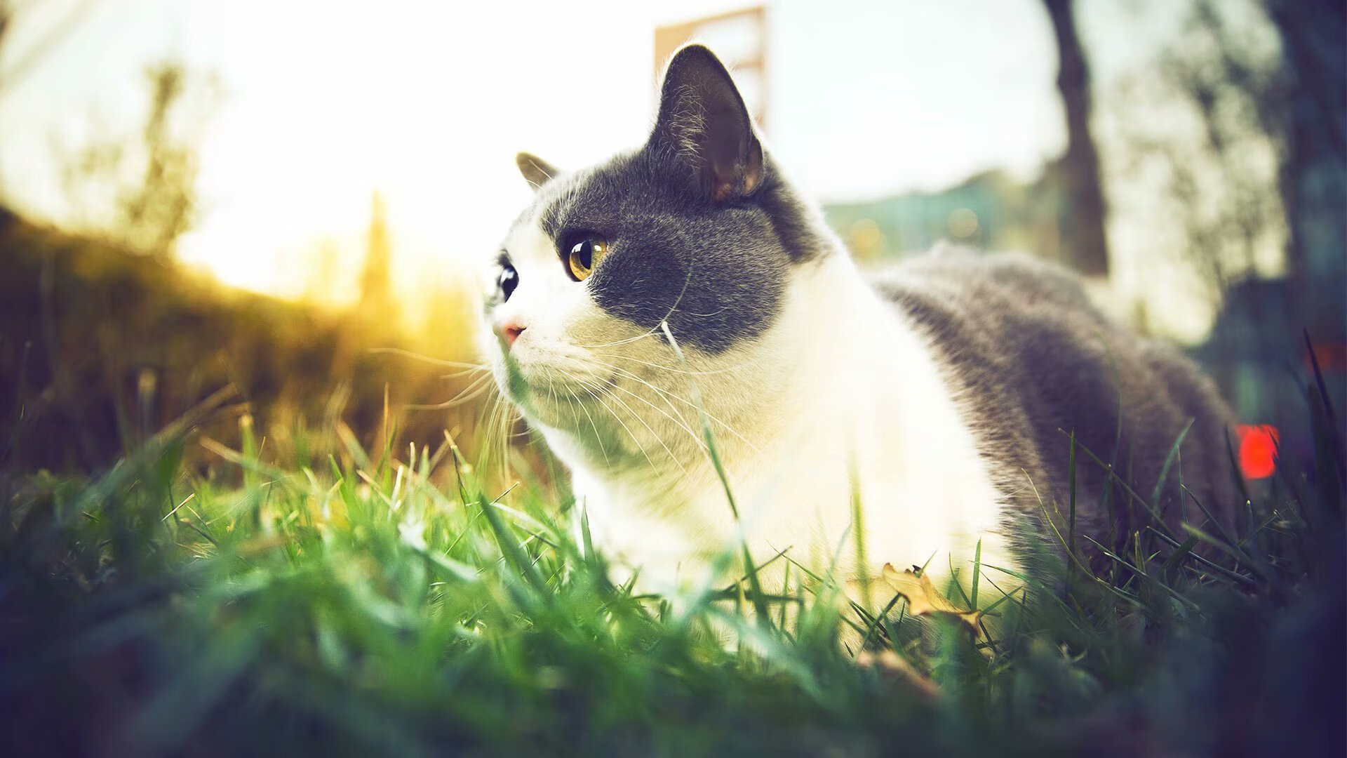 北欧铁骑不敌欧陆红魔,当加维在莱茵河畔点燃争冠焰火