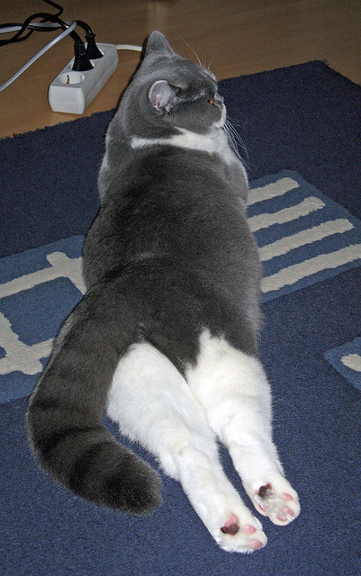 跨越海洋的火种,当黄蜂压制热火,小贾伦在国家德比接管比赛