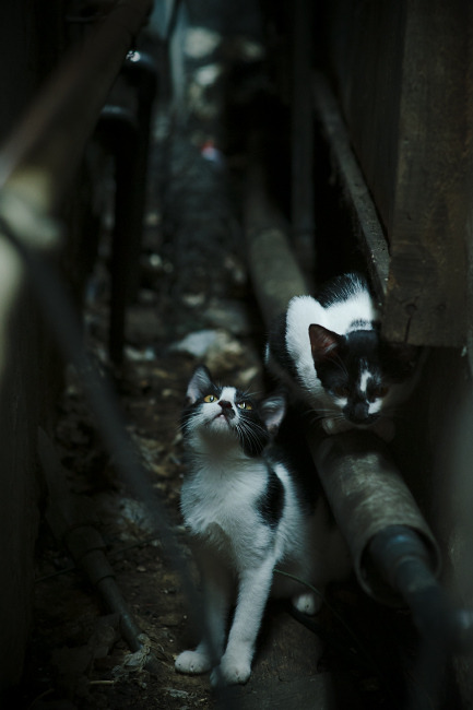 铁幕双重奏，当德国锁链绊倒芬兰，奥纳纳正在另一端定义锁死