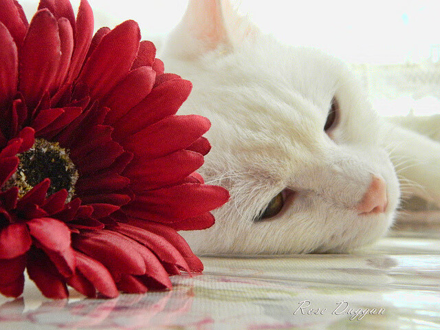 三双仅是注脚，莫兰特用一场非典型爆发撕开篮球哲学裂缝