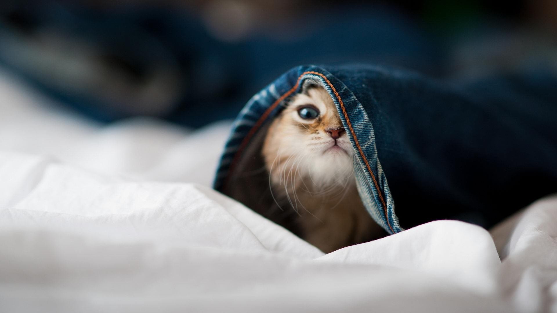 主场的赭石与客场的月色，当毕尔巴鄂的雄狮凝视土耳其的星月