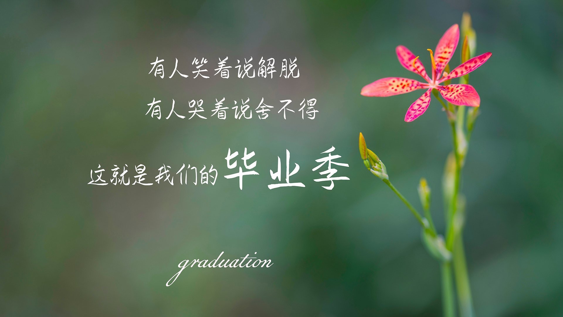 孤城绝杀,当罗马尼亚的意志击穿哥斯达黎加的堡垒,哈兰德用光芒定义唯一